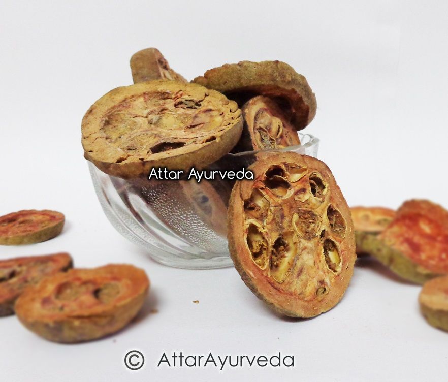 Rudravanti fal -Cressa cretica Fruit- Littoral bind weed
