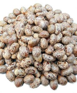 Castor Seeds