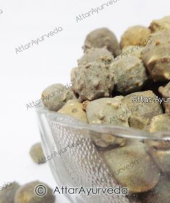 Majuphal - Manjakani - Gall Oak - Quercus Infectoria
