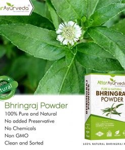 Bhringraj for Hair growth and eating - Eclipta Alba - False Daisy