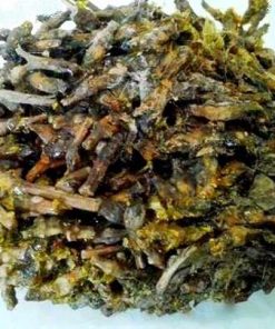 Dikamali - Gandharaj - Gardenia Gummifera