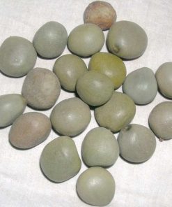 Kat Karanja seeds - Karanjwa - Sagargota - Caesalpinia Bonducella