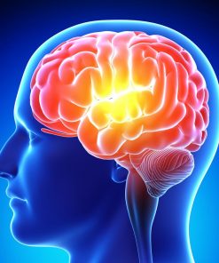 Brain and Memory